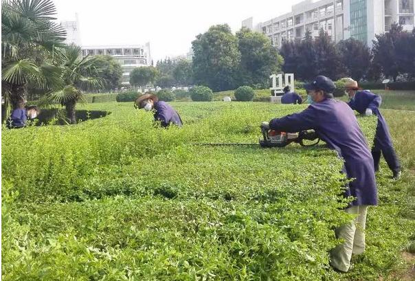 園林綠化工程師